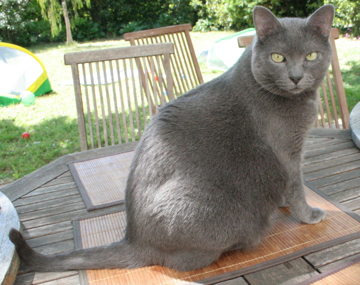 chatcondechat's tweet photo. Gustav / Gustave (gros pépère dans les deux cas, mais la seule décoration du second, c'est La Croix de Ramequin Brisé et Autres Jeux Gravitationnels) https://t.co/z1akX3jXZg