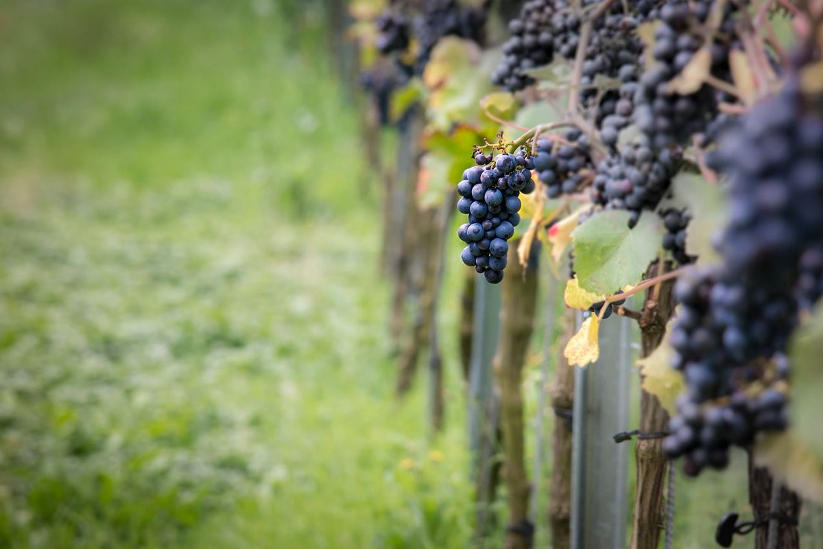 Wine House tweet media