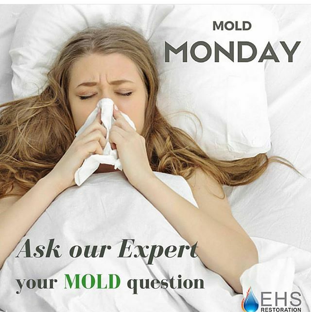 RestorationEHS's tweet photo. We would love to hear your questions or concerns regarding mold. https://t.co/UFyBnBYuox https://t.co/WLYVWiRjSs