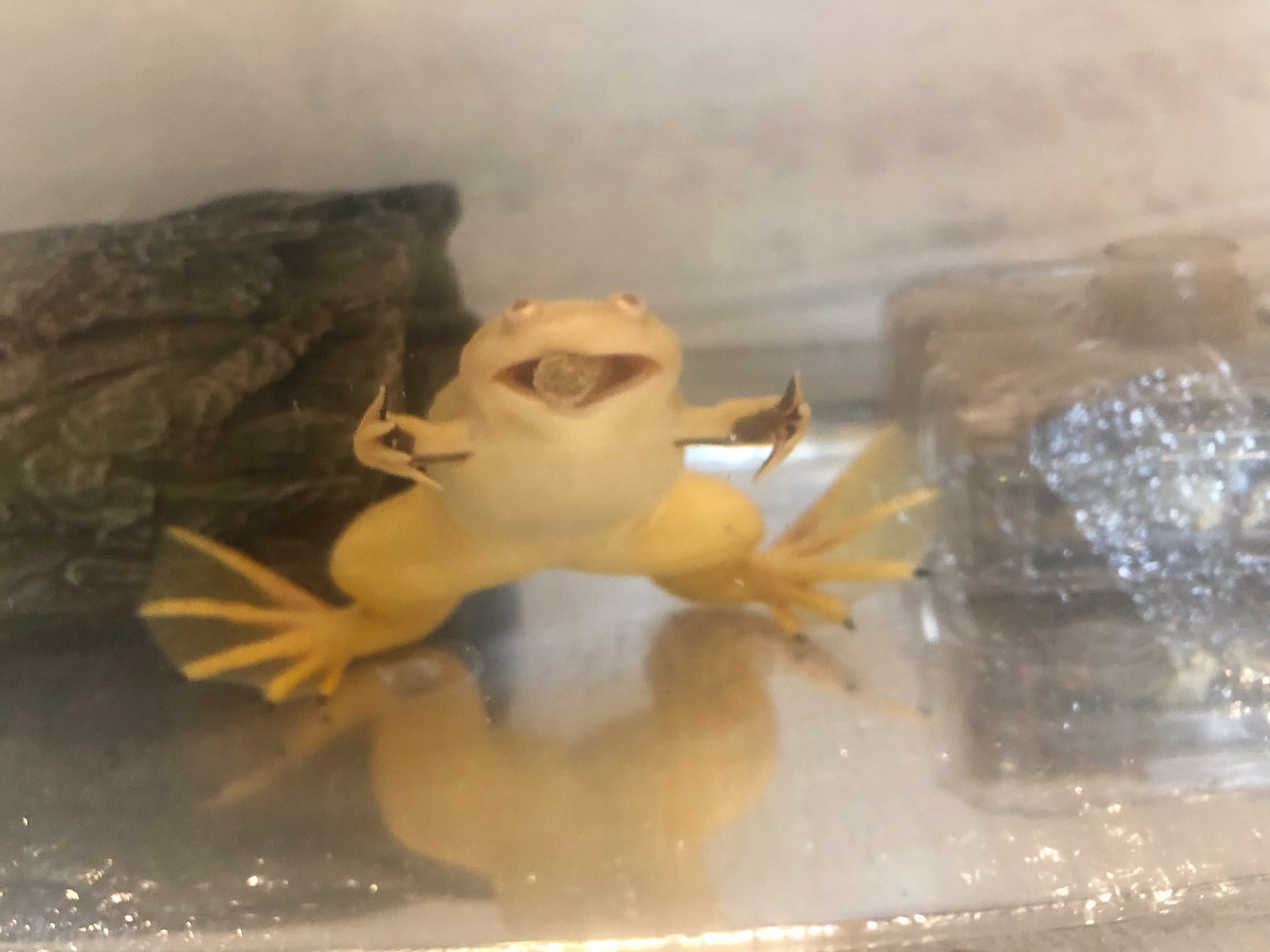 広瀬 あいら ラウンジ蝶々 オーナー 誰でも気軽にフォローしてね カエル画像注意 餌 を食べている時のアフリカツメガエルと 餌を食べ終わった後のアフリカツメガエル アフリカツメガエル ツメガエル カエル 蛙 両生類 生き物 広瀬 あいら ラウンジ蝶々 オーナー 誰でも気軽にフォローしてね カエル画像注意 餌 を食べている時のアフリカツメガエルと 餌を食べ終わった後のアフリカツメガエル アフリカツメガエル ツメガエル カエル 蛙 両生類 生き物