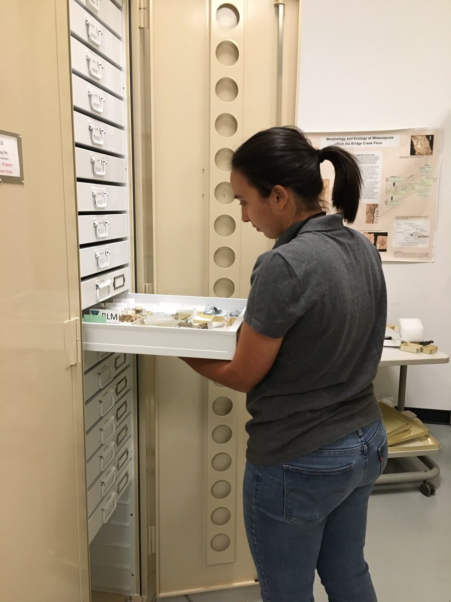 Woman standing in a museum collections room with a tan cabinet door open on the left. She has pulled out a white drawer  and is looking down at fossils in the drawer.