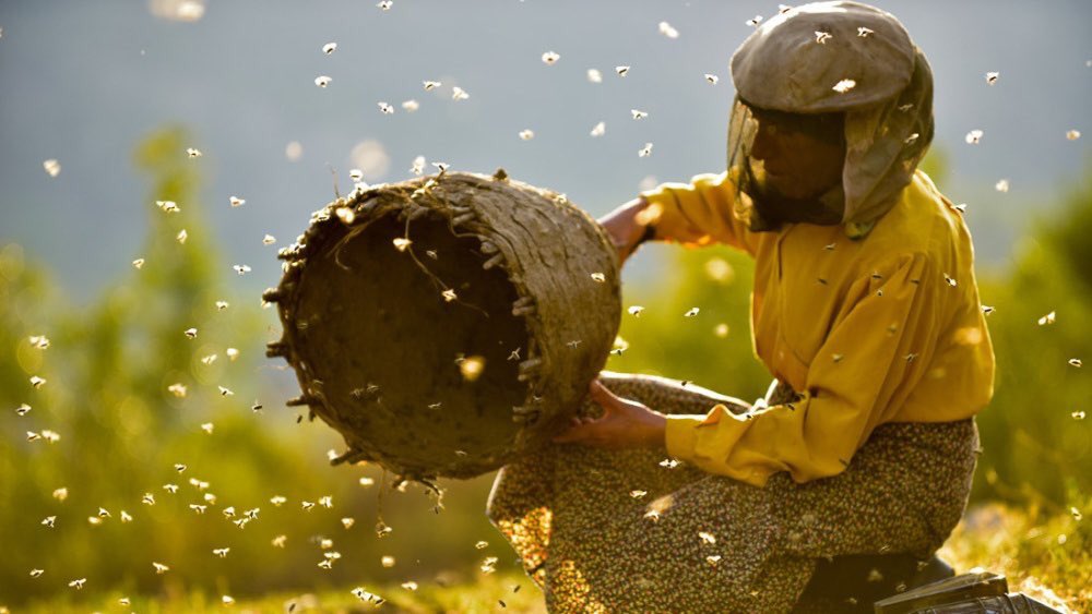 #Honeyland Trivia 🐝

The two co-directors discovered the beekeeper (Hatidze Muratova) while doing research for an environmental documentary. Eventually they shot over 400 hours of footage, on visits to Hatidze’s village that lasted for a few days each, sleeping in tents. 🏕