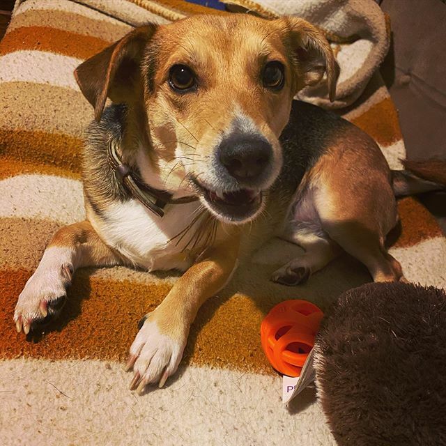 wastewin7's tweet photo. Dana os desea feliz semana. Ella la ha comenzado muy bien… jugando 😉
.
.
Dana wishes you a happy week 🐶
.
.
#DanaTheDog #EmbajadorTrueInstinct #ILoveMyPet #ILoveMyDog #Awwfeed #Pawsome #Pawstruck #DogsCorner #DogsOfIG #WeeklyFluff #TopDogPhoto #BestW… https://t.co/zsu9DhQpN6 https://t.co/sUbkOh7ujW