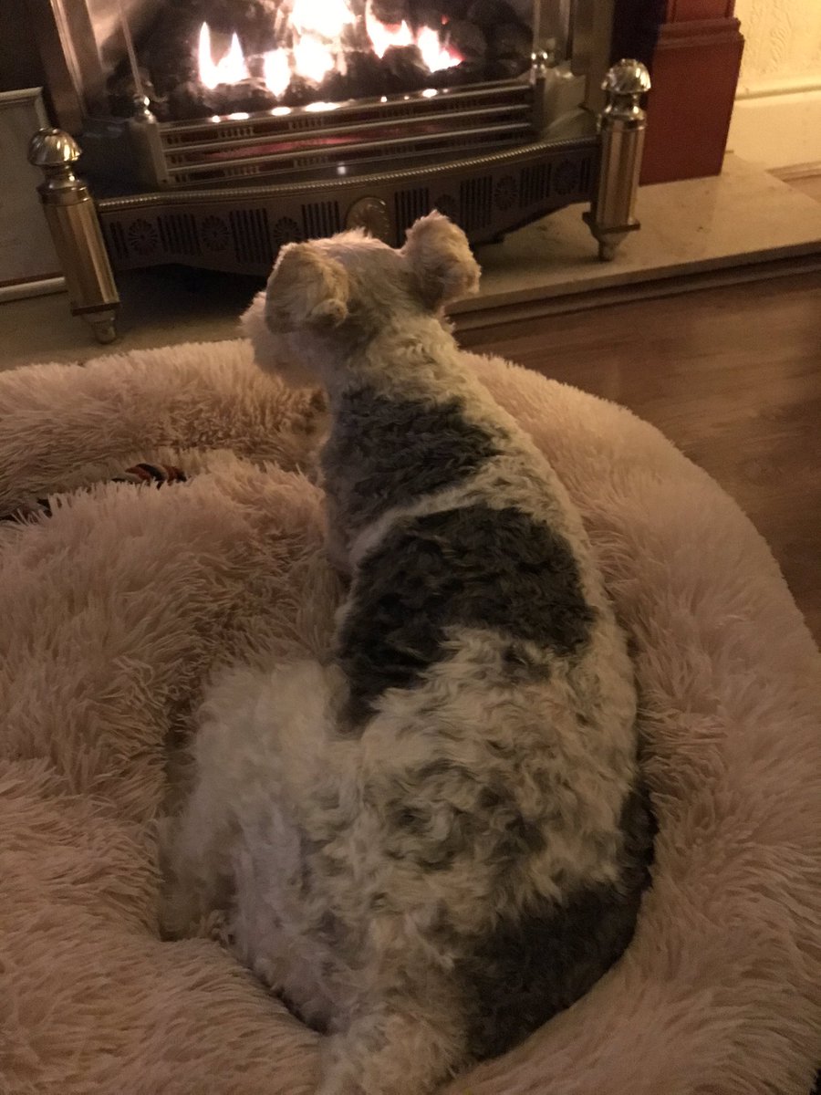 bevjoneswriting's tweet photo. It’s a dog’s life! #wirefoxie #hotnose https://t.co/2NFruXVQw8