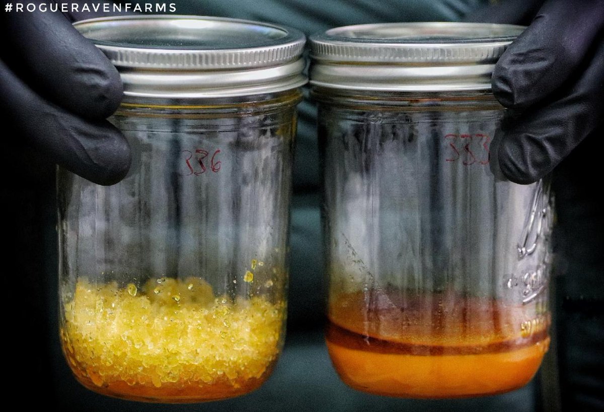 RogueRavenFarms's tweet photo. Monday, Monday, Monday! Left, right, or both?🔥🔥💦💦💪🏻💪🏻
#RogueRavenFarms
#i502 #pnw #hightimes #massroots #cannabis #leafly @HIGH_TIMES_Mag @MassRoots @Leafly https://t.co/WzQwdyxJ9t