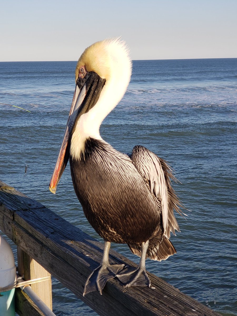 This dude can't wait for.Race Weeks...met him fishing yesterday..says he is a number 95 fan...lol