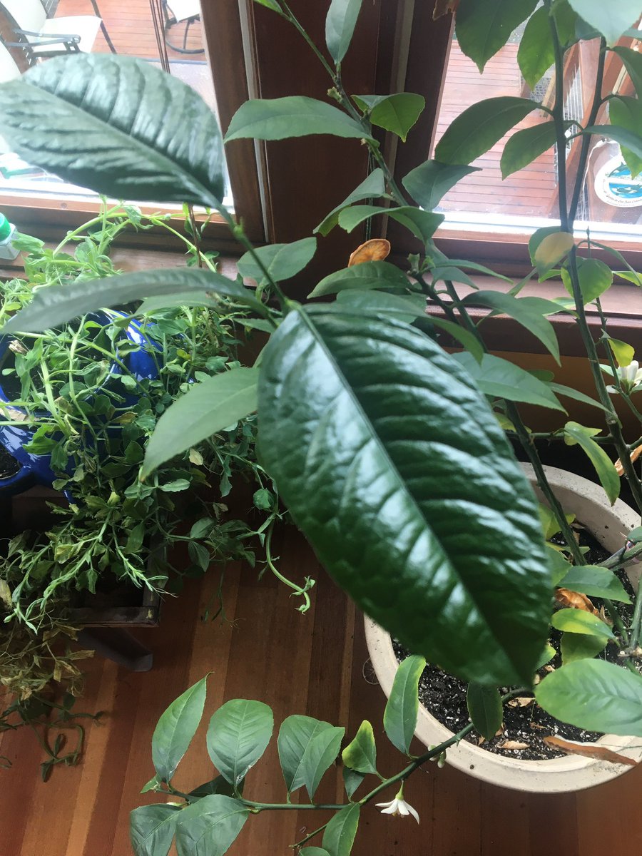 My lemon tree was putting out big leaf energy while I was away