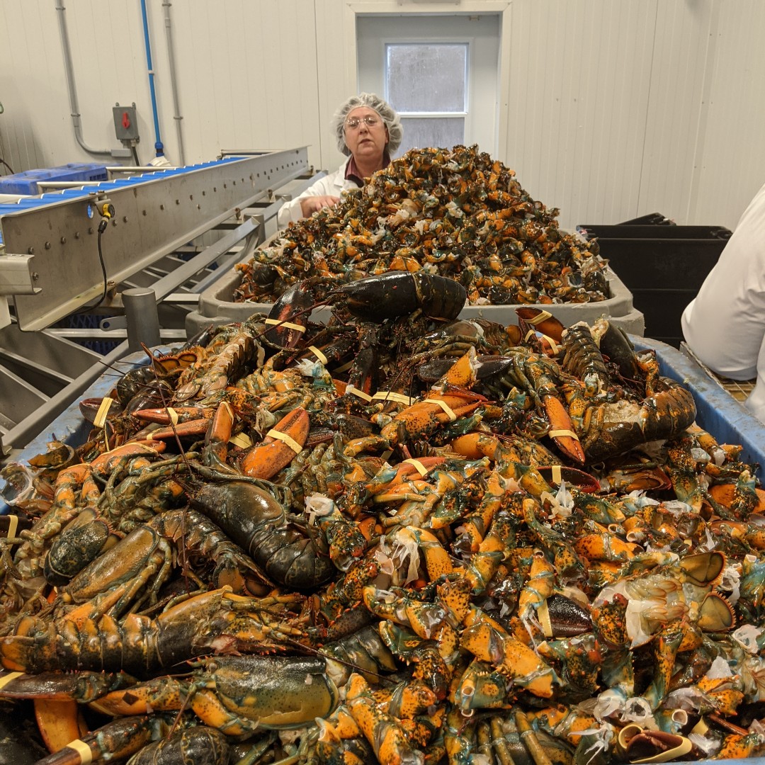 NSPerennia's tweet photo. Perennia team members Margot and Jonny visited a lobster processor recently to check out their product for a potential project. Pretty cool! #nsperennia #nsseafood https://t.co/XXjJajgp6x