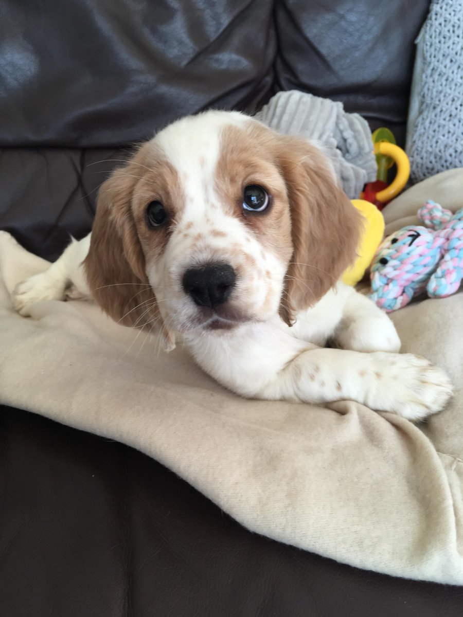 animalsleaning's tweet photo. Charming Pup Lean #puppies #animalsleaning #adoptdontshop #dogsoftwitter #dogs https://t.co/B75ZLyarHc