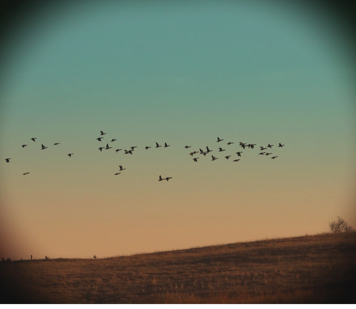 AWaterfowler's tweet photo. Duck seasons have rolled to a close everywhere and the focus now turns to special dark goose seasons and the spring white goose season.  Ain’t over yet! https://t.co/Czc3q82i2w