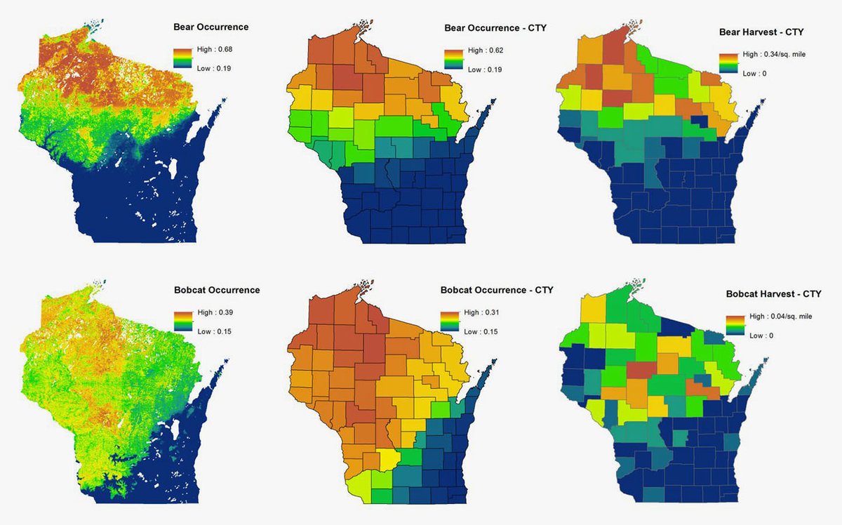Sample of predicted vs. actual bear and bobcat occurrence maps. Credit: Snapshot Wisconsin