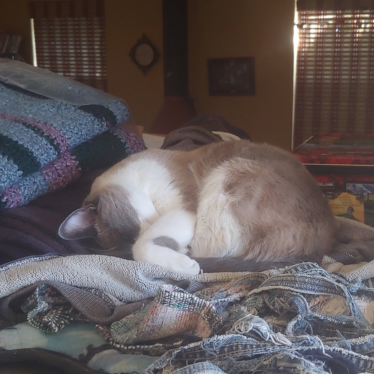 Grey and seal Balinese curled up in a bed on top.of a giant dog crate.