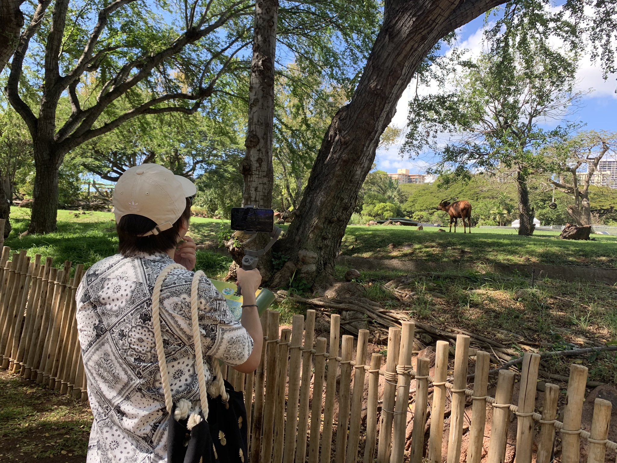Gsg 倉持由香 ホノルル動物園から配信中 暑すぎてミーアキャットも座ってます T Co Xhds93dujt T Co 6nhcvviznb Twitter