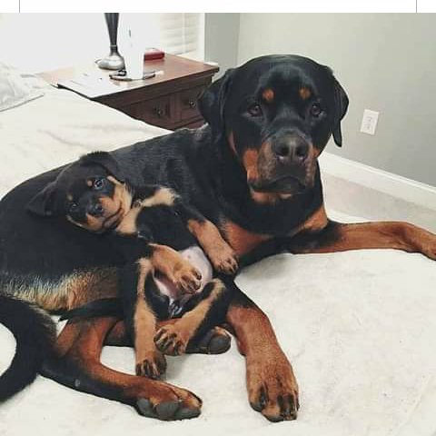 Josglis's tweet photo. Puro amor https://t.co/tNp8QbT3q0