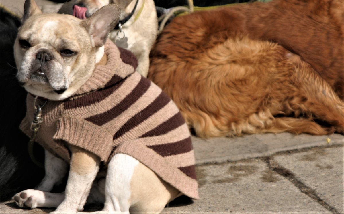 Winter wear ready! #JanuaryBlues #dogs #Minneapolis