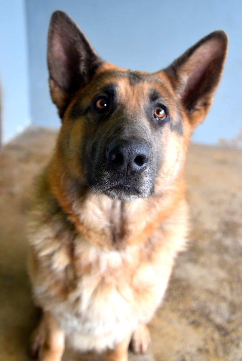 Our gentle boy Sonic is currently being treated for a nasty ear infection but is eagerly waiting and hoping for a forever home when he's all better. Great boy on the lead 😍🐾 #GermanShepherd #AdoptDontShop #dogsarefamily