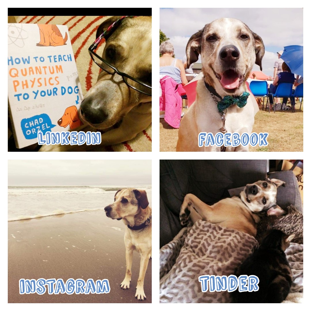 Elvis T Dog tweet media
