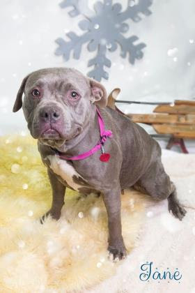 Channel your #MondayMotivation and help Jane leave the shelter today! Jane is sick, and needs to go to a home so she can recover. We'll provide meds and info on how to care for her! She's a love, easy to leash and appears to know "sit" and is housebroken youtu.be/xjB1q8JClFI