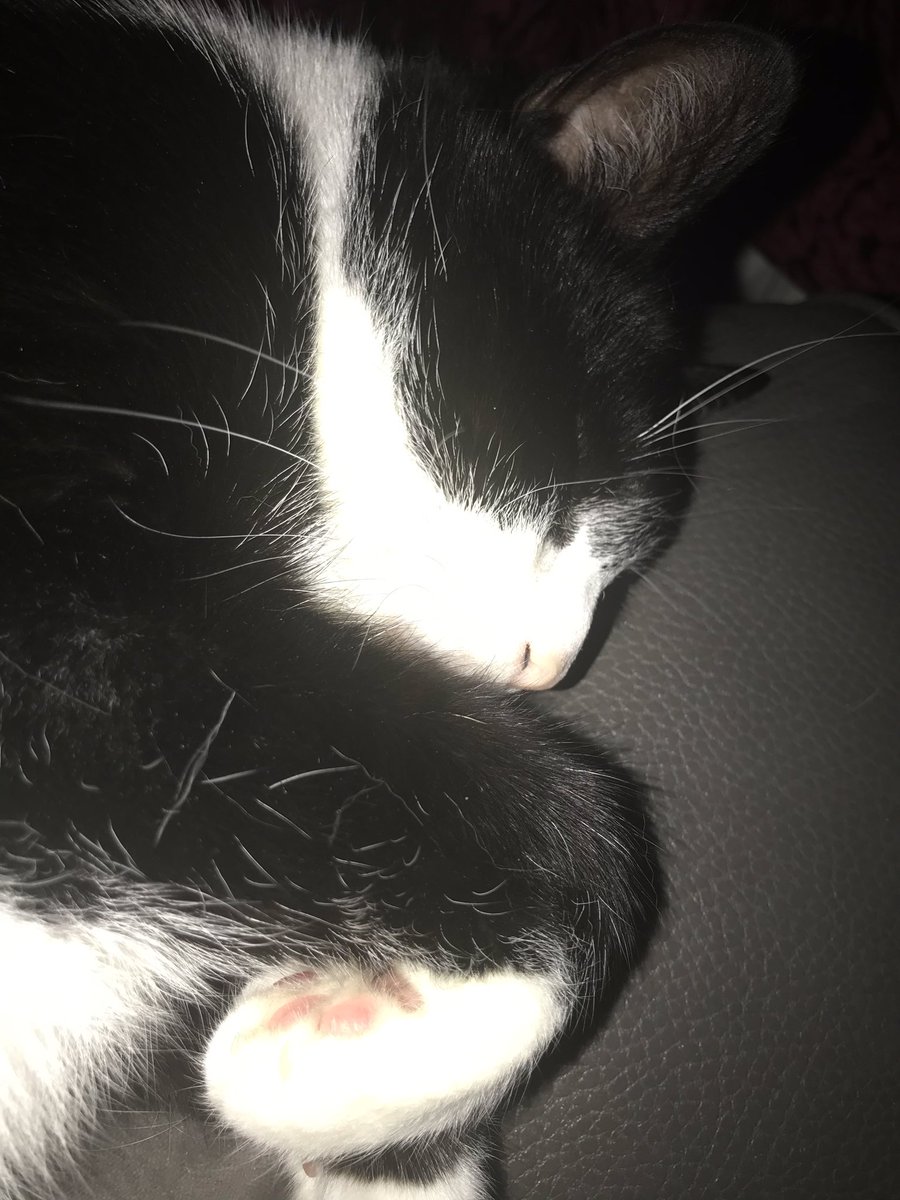 henrybobfrost's tweet photo. Kipping, little huuuuman gone to bed 🎉🎉🎉. So having a kip with Mum ❤️❤️❤️ https://t.co/GAKMgDVjbe