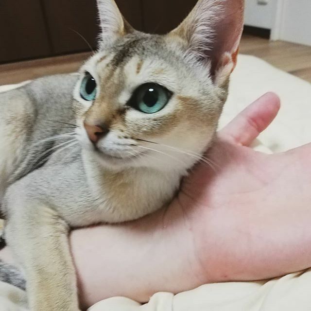 シンガプーラページ デボンレックスとシンガプーラのキャッテリー | Sakuraquiet Photo