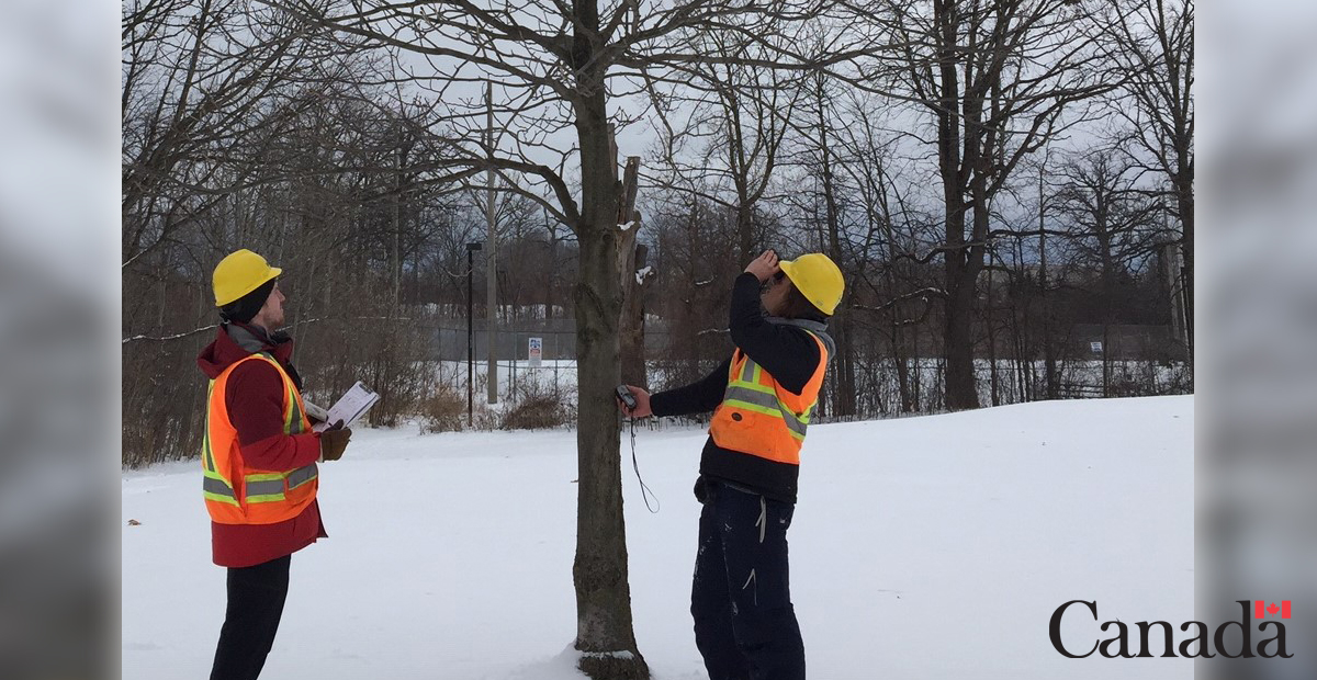 InspectionCan's tweet photo. We resumed our survey within the regulated area for #AsianLonghornedBeetle in #Toronto / #Mississauga. If you see it, report it! Learn the signs and symptoms. #ALHB

https://t.co/2tbc4sGALo https://t.co/4PoeO6idZK