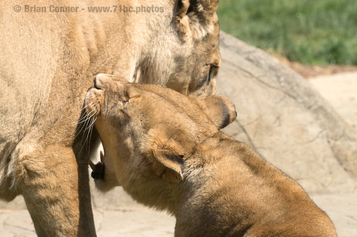 BroConner's tweet photo. Ouch. Thatโs gonna hurt ๐ฎ #colchesterzoo #lionstigersandbearsohmy #71bc #BeSony https://t.co/KQBWh0smFE