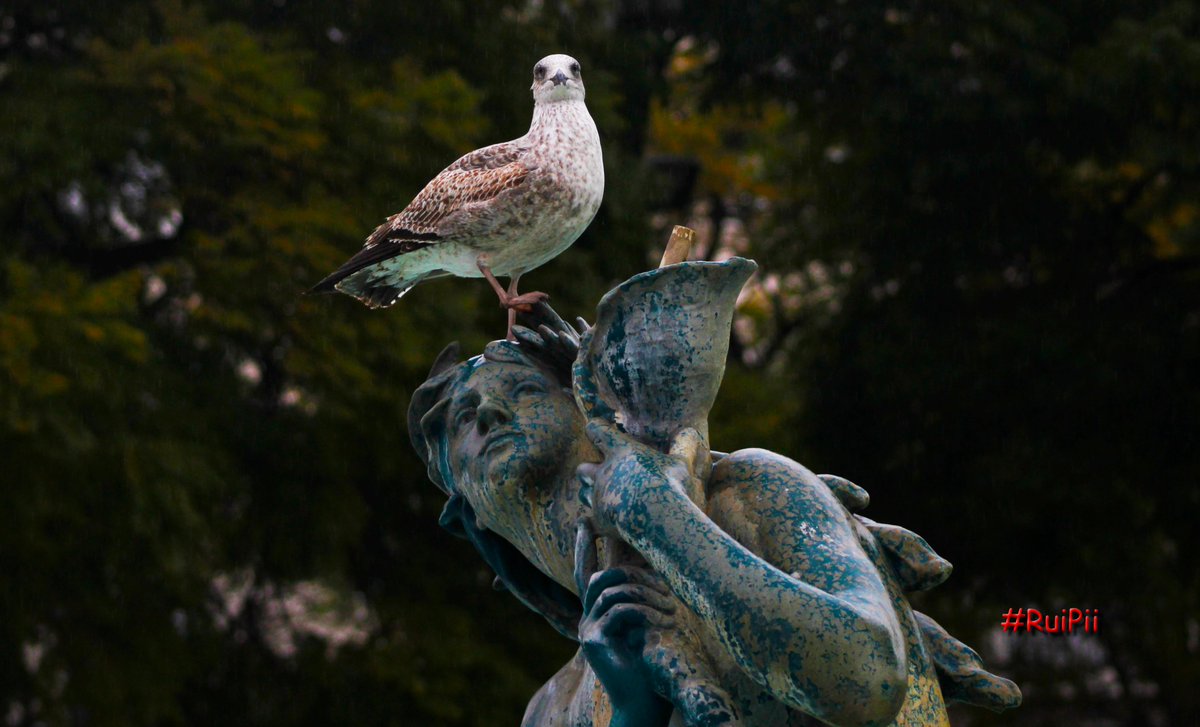 ruipii's tweet photo. #RuiPii é uma meninaaaaa #gaivota #estatua #fonte vê lá o que fazes aí - It's a girl #seagull #statue #funtain take care of what you do ther #lisboa #lisbon #portugal 🇵🇹 #cores #colors https://t.co/7494gSq8nZ