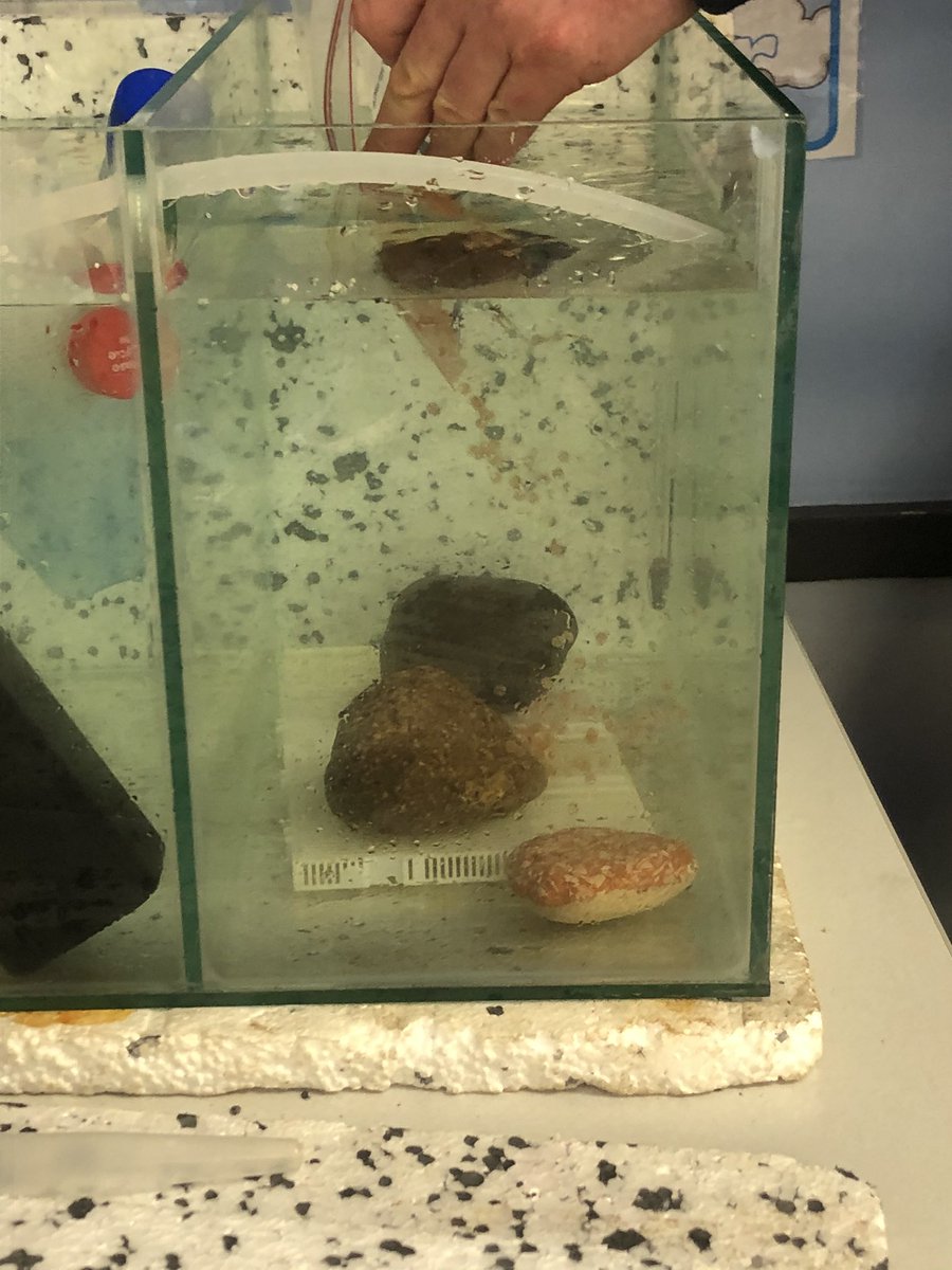 williamstonps's tweet photo. We had some very exciting new arrivals in P4 today... #fishintheclassroom 🐟 https://t.co/2QV20arAPx