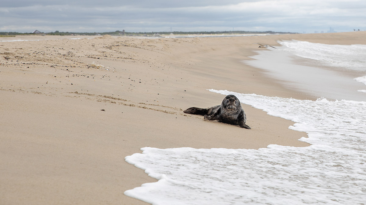 NatlAquarium's tweet photo. It's Seal Week! All week long, we'll be bringing you behind the scenes and sharing what it takes to care for rescue seals here at the Aquarium. https://t.co/5m7zjixIeC