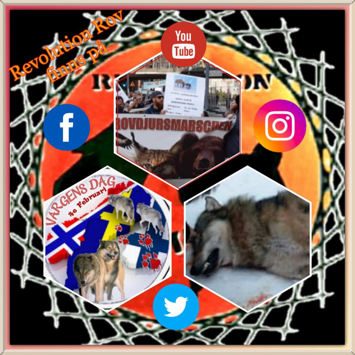 RevolutionRov's tweet photo. Hereis #revolutionrov #revolutionrovSw We work against
#Stoptrophyhunting #AnimalAbuse #illeagalhunts to #exposetrophyhunters we wantto #StoppaRennäringen i #Sverige #stoppaparagraf28 and #savethescandinavianwildlife & #Savethewolves #bears #lynx #wolverines #Eagles #worlwide https://t.co/Y8VkLJZCjA