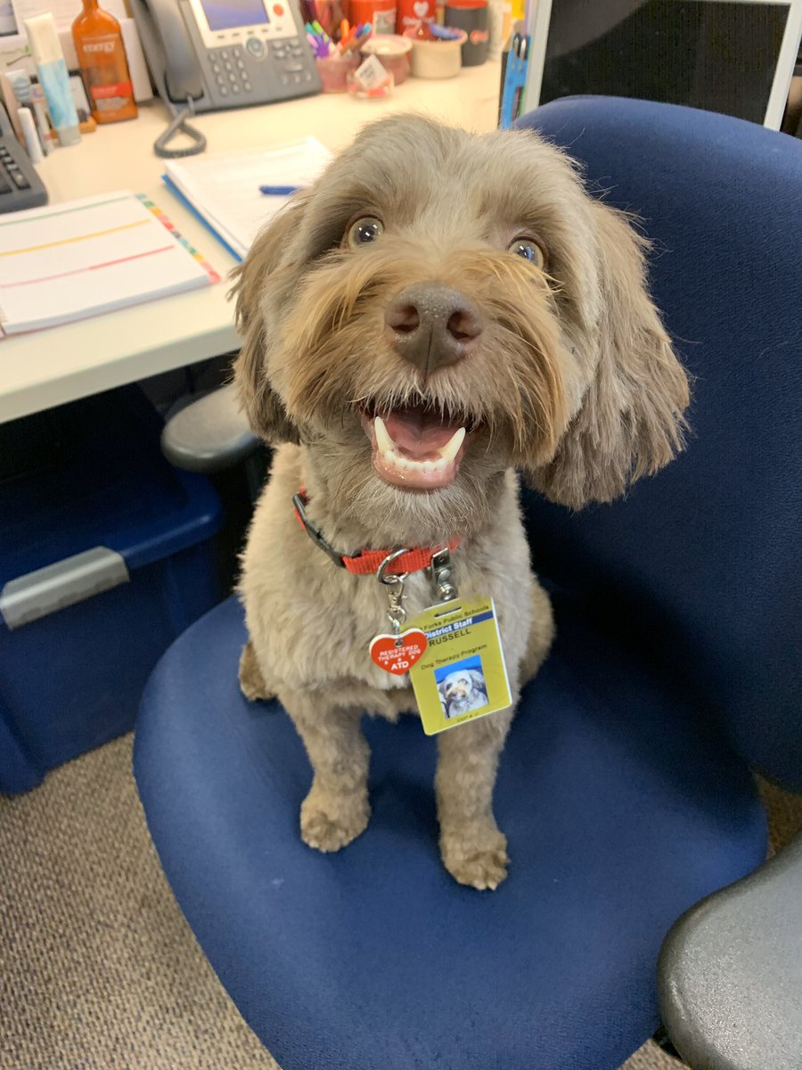 emiliahodgson's tweet photo. Somebody has a new job!!! #TherapyDog #GFSchools #PawsitivePaws #AllianceOfTherapyDogs #ILoveGF #GFisCooler โค๏ธ๐ถโค๏ธ https://t.co/fgbokg5l5E