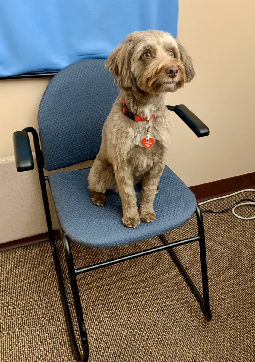 emiliahodgson's tweet photo. Somebody has a new job!!! #TherapyDog #GFSchools #PawsitivePaws #AllianceOfTherapyDogs #ILoveGF #GFisCooler โค๏ธ๐ถโค๏ธ https://t.co/fgbokg5l5E