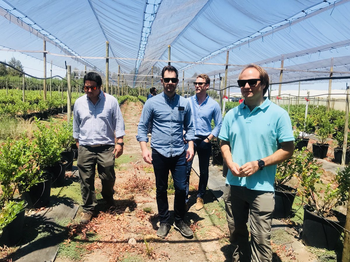 CorfoOHiggins's tweet photo. Un innovador proyecto de #Nanotecnología desarrolla en #OHiggins el empresario Benjamín Labbé y su equipo, gracias a programa #SemillaExpande de @Corfo. Director @EmilianoOrueta conoció en terreno cómo ésta técnología ayuda a la eficiencia en absorción de nutrientes en arándanos. https://t.co/sQpdF1zrAp
