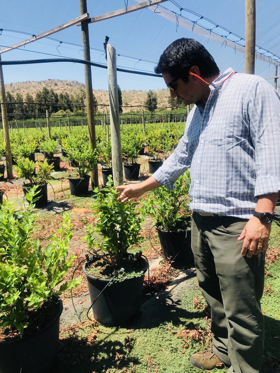 CorfoOHiggins's tweet photo. Un innovador proyecto de #Nanotecnología desarrolla en #OHiggins el empresario Benjamín Labbé y su equipo, gracias a programa #SemillaExpande de @Corfo. Director @EmilianoOrueta conoció en terreno cómo ésta técnología ayuda a la eficiencia en absorción de nutrientes en arándanos. https://t.co/sQpdF1zrAp