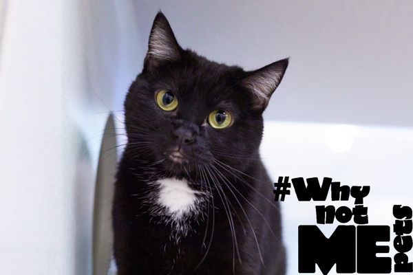 citydogmagazine's tweet photo. #WhynotMEpet of the Week: Bunny. Aspiring Food Network star, Bunny, is here to steal not only your freshly baked bread (her favorite food), but also your heart! 🐾💘

Learn more about this sweet city kitty here: https://t.co/98YMGg0AKJ https://t.co/YCwCHomS6q