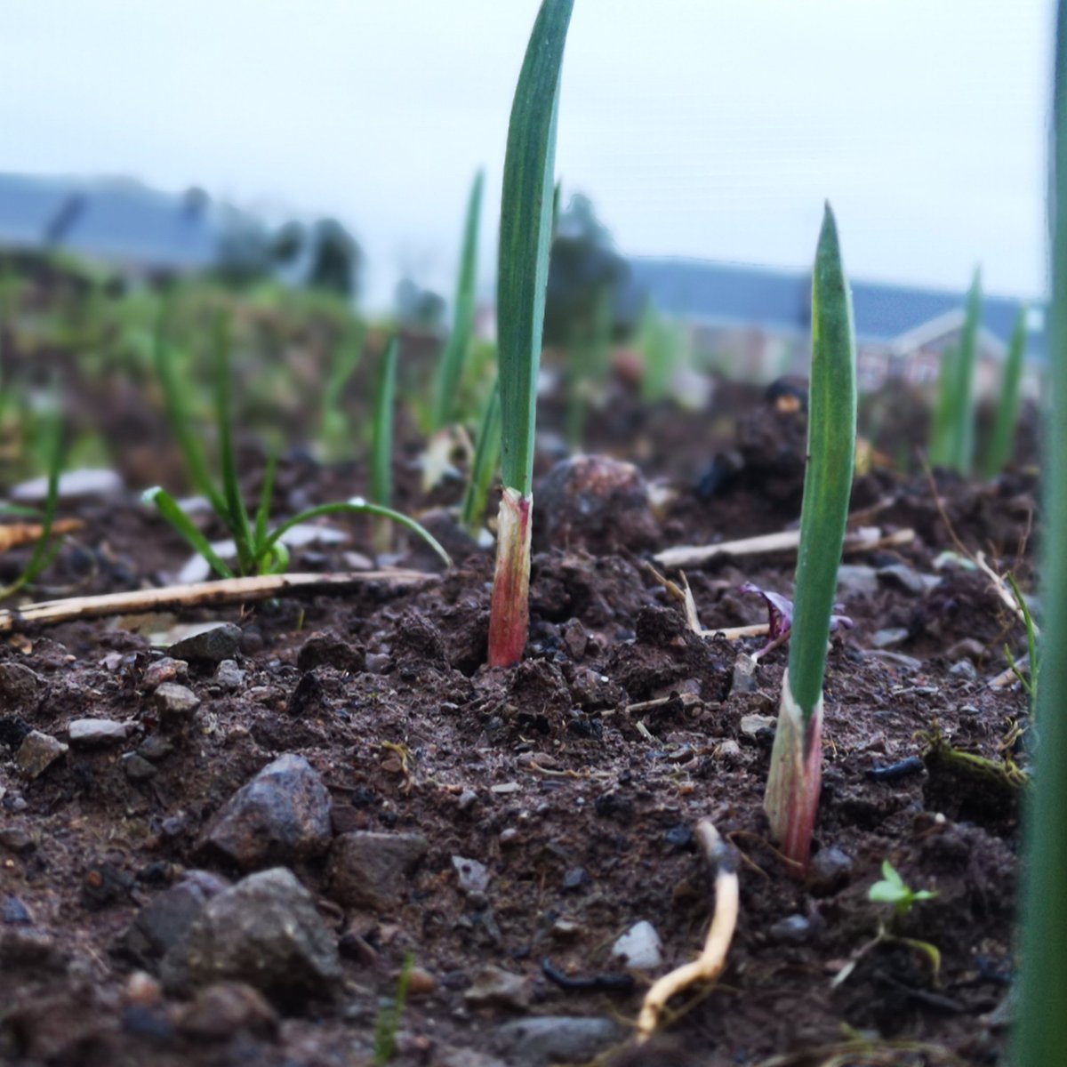 Gooseberry Gardens tweet media