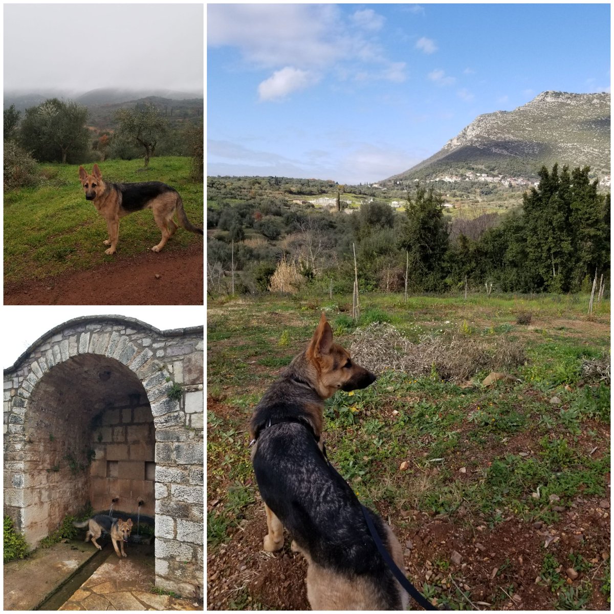 Holidays_in_GR's tweet photo. Sightseeing 🐾 #AncientMessini 🇬🇷 https://t.co/f3mgZKmZ6L