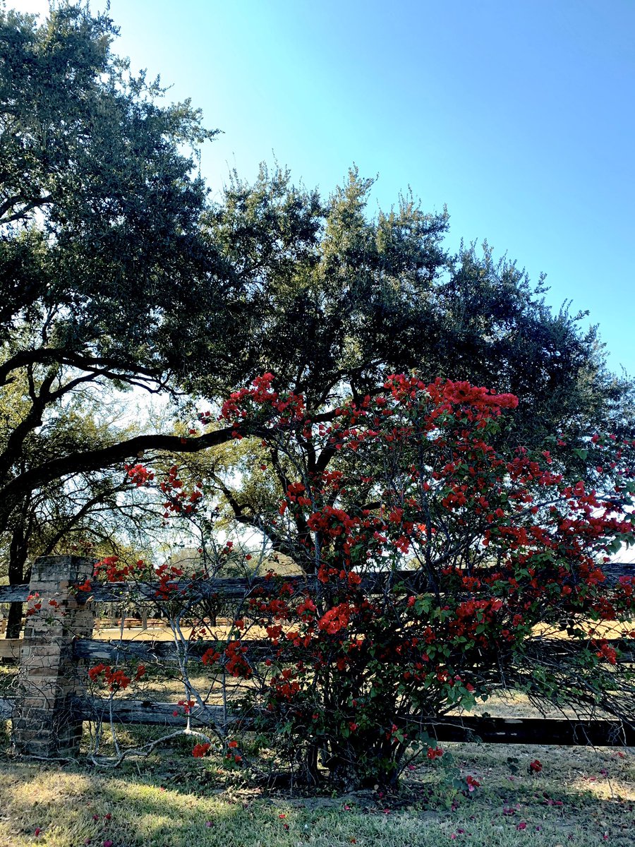 4oclockScenery_'s tweet photo. #VANTEinspired #PhotosforVANTE #4oclockScenery #ForMyLoveV #TexasScenery #TexasStreets https://t.co/Wy8xTDHdAT