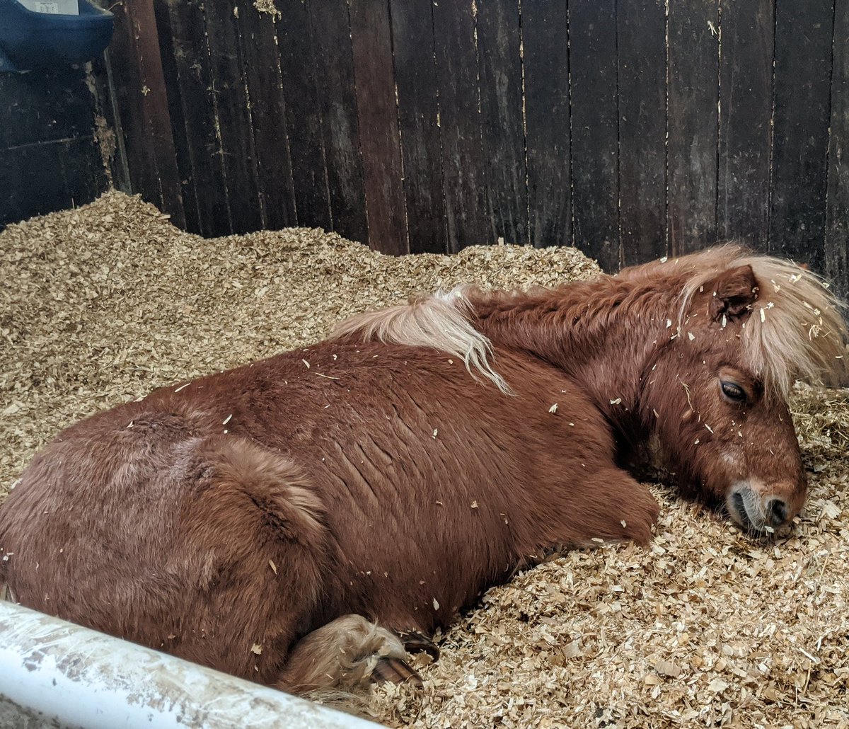 ZoeVickers's tweet photo. A lovely way to spend my 23rd birthday, visiting a somewhat sleepy Monique.❤️
#ponyhour #itsmybirthday #petblogshare https://t.co/yDDd927Tws