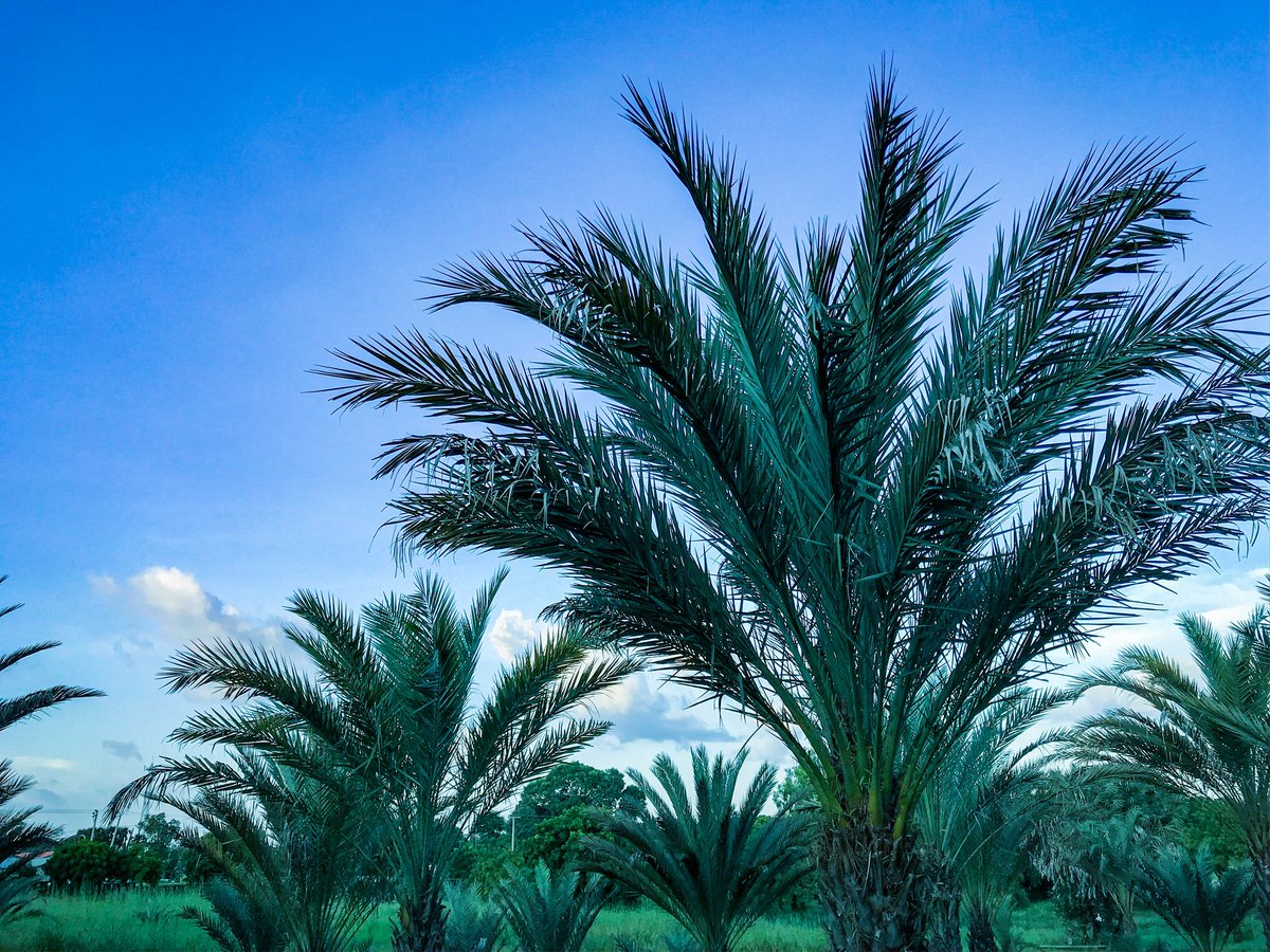 Mvhammad_Anka's tweet image. @WonderSight_G