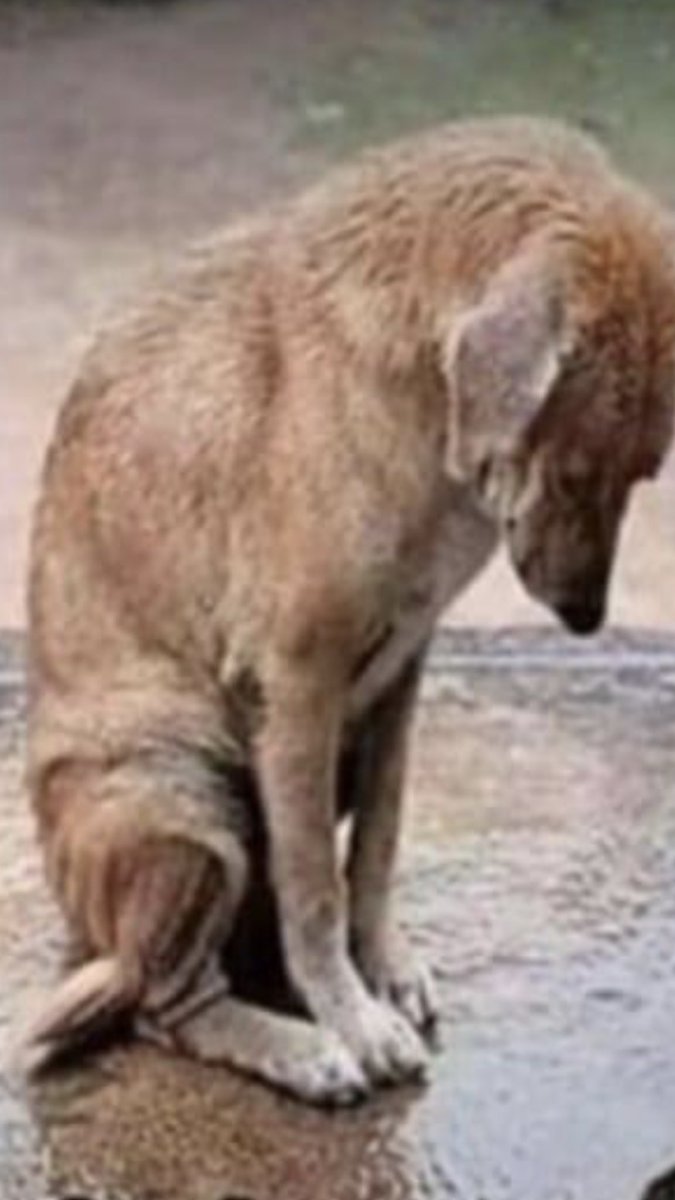 nihatipoglu's tweet photo. Başını öne eğmiş. Mahcup gibi.Bir şeyleri görmek istemez gibi.İnsanoğlu insanlığı unutalı utanma ona kaldı.Çapsız, ahlaksız ve onursuz bazı insanlara inat ne kadar da asilce duruyor.Çirkefe bulaşan bazı insanlardan daha onurlu değil mi bu duruş? https://t.co/QLDhFl8oYP