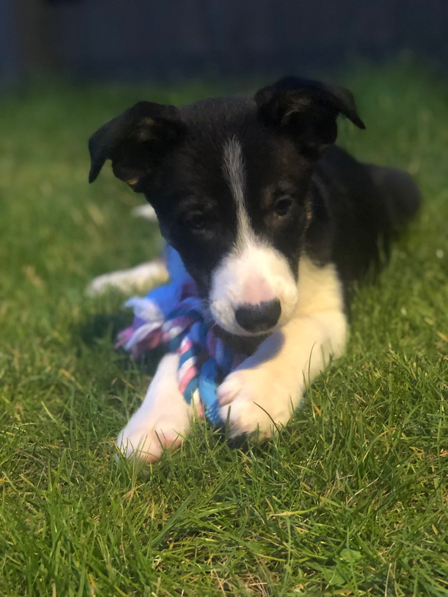 ollythecollie's tweet photo. Even doe I only 8 munfs old, Mumma lubs lookin at mine baby pictures 🥰 can I see all my pals as puppies?!? ❤️ #ollythecollie #bordercollie #puppy #dog #DogsofTwittter #dogtwitter #doglovers #puppypictures #mondaythoughts https://t.co/QJEGlXfXfS