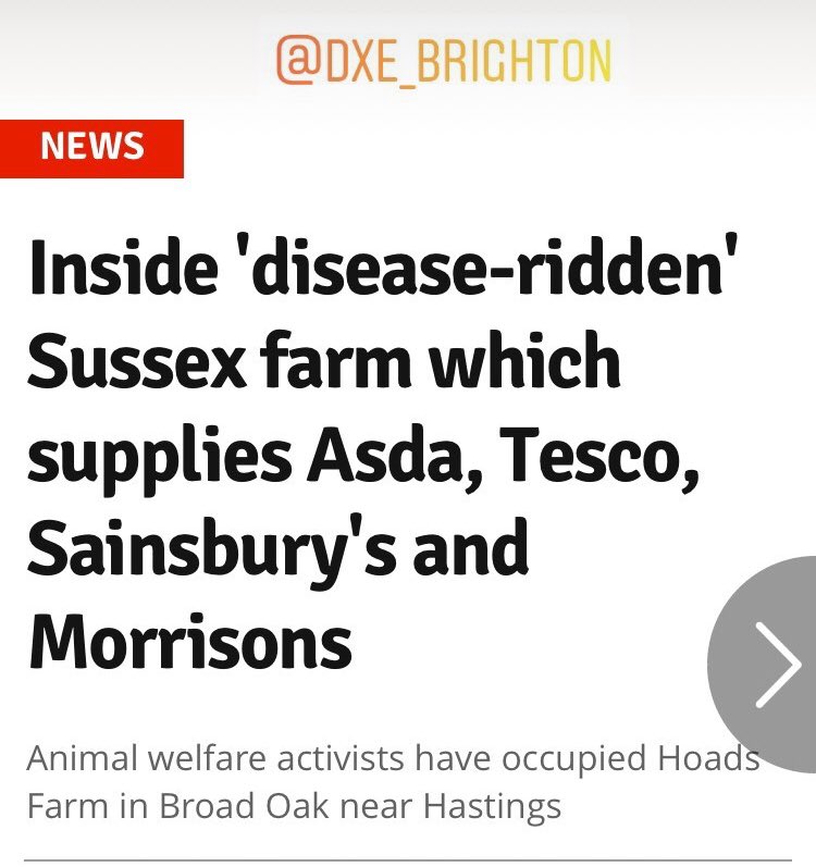 Rey_DelMal's tweet photo. 50 hens were saved today from an @rspcaassured farm. The farm has now been suspended. This is the reality of free range eggs. The public are being conned. The hens live in hell. Direct action works. #dxefrontlines #rspcaassured https://t.co/7u6gCkUltD