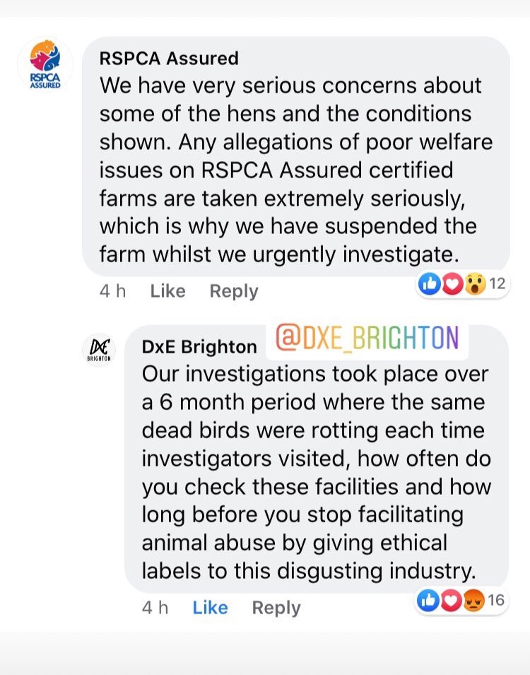 Rey_DelMal's tweet photo. 50 hens were saved today from an @rspcaassured farm. The farm has now been suspended. This is the reality of free range eggs. The public are being conned. The hens live in hell. Direct action works. #dxefrontlines #rspcaassured https://t.co/7u6gCkUltD