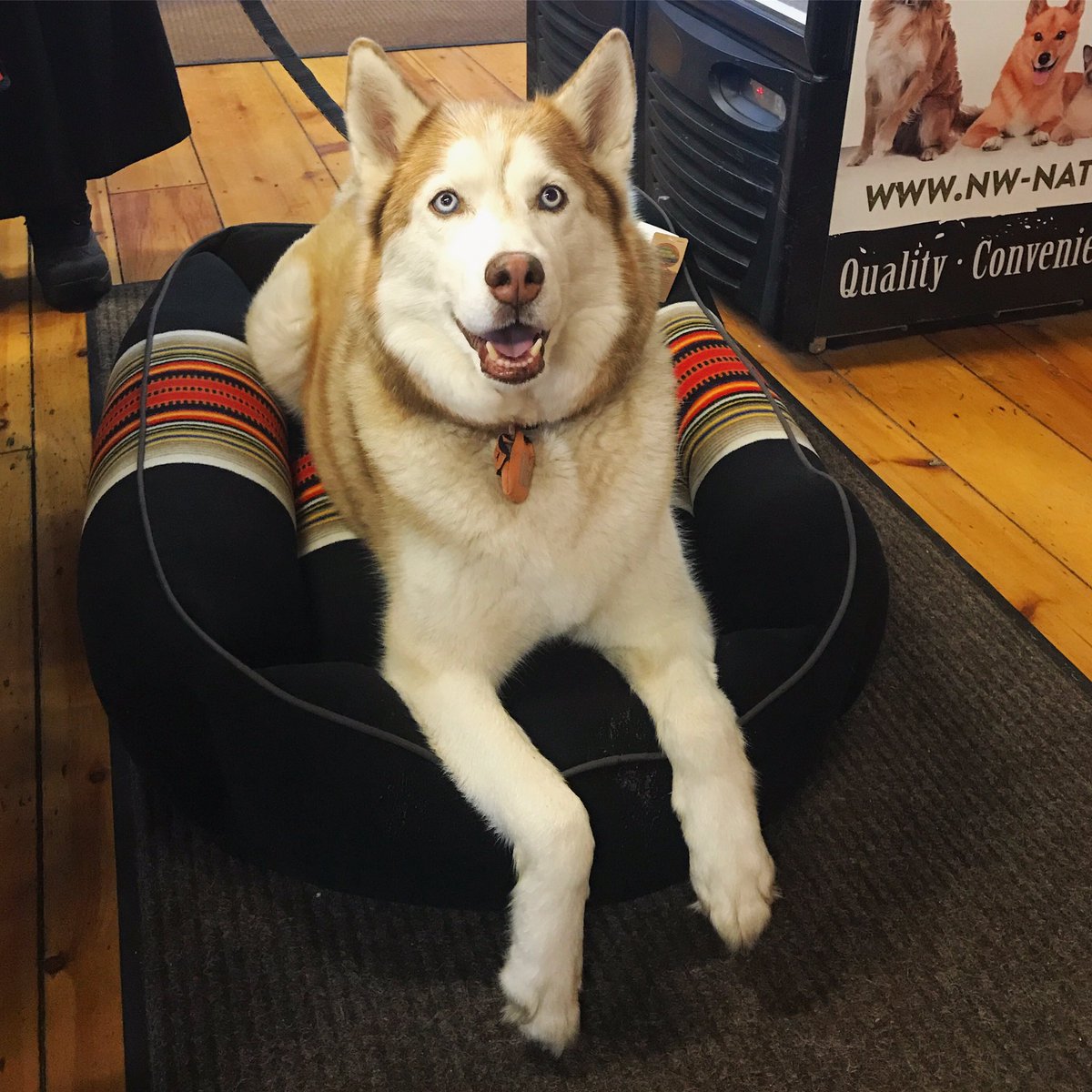 thefishandbone's tweet photo. Shiloh gave this @PendletonWM x @AcadiaNPS kuddler bed immediate approval! Time for a nap. π΄β€οΈ
#thefishandbone #portlandmaine #portlandoldport #portlanddowntown #pendletonpet #pendleton #dogbed #acadianationalpark #shopsmall #shoplocal https://t.co/QjRmxBVgUf