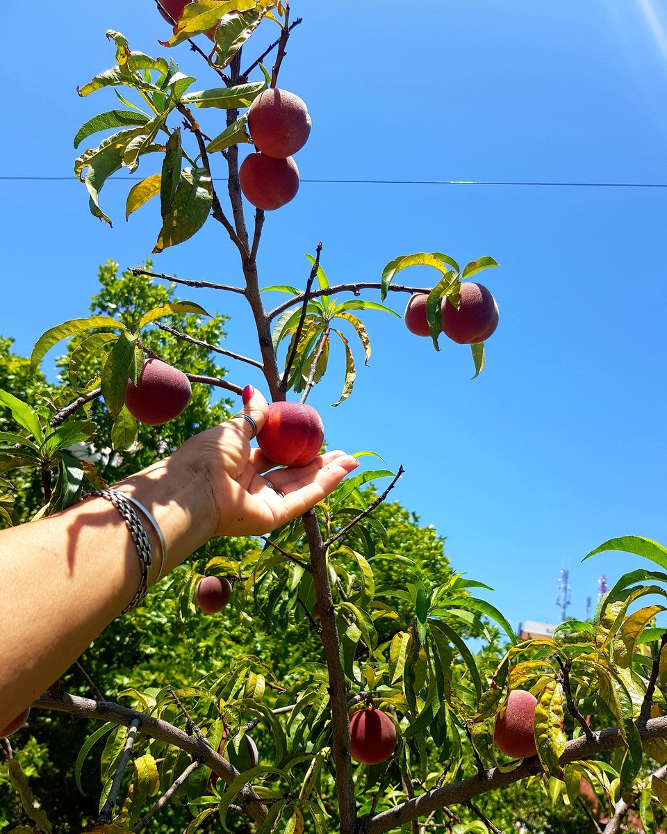 confluhostal's tweet photo. Muy pronto probaremos los duraznos. 🍑 Terraza cada día nos da más dulzuras 💕

#frutales #cosecha #verano #duraznos #hostelconfluencia #mendoza #enero2020☀️ https://t.co/Uamb5Xh9OR