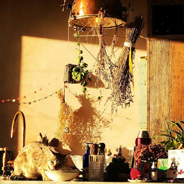 treesourceco's tweet image. Sunrise at home! #savannahcat ift.tt/2O1TqJ8