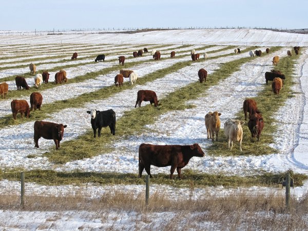 BeefResearch's tweet image. Winter feed costs are ever-changing and depend on weather, available supplies, and other commodity prices. Use our calculator to estimate costs of incorporating alternative feeds in your ration: beefresearch.ca/blog/winter-fe…