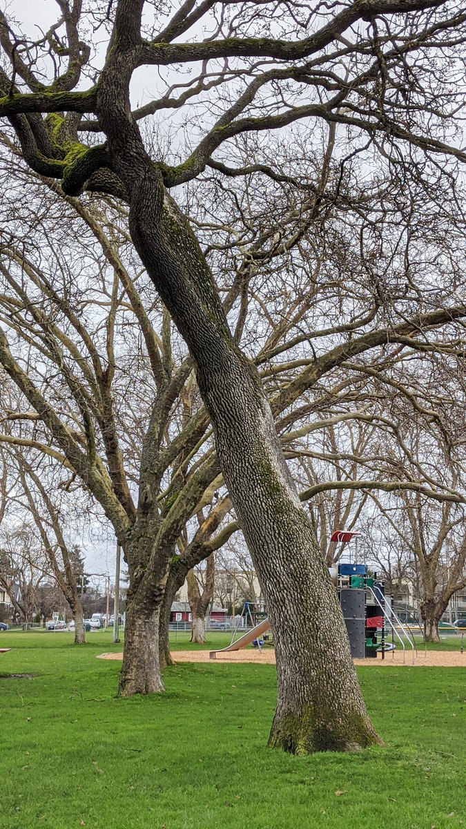 Friends Of Central Park tweet media