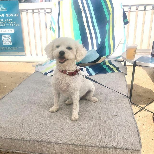 conleysfinewine's tweet photo. This little guy has it all worked out!! #exchangebeachclub #rose #realmendrinkrosé #brose #cocktail #beachvibes #beach #beach https://t.co/0wKemU58In https://t.co/7cBAp0J4W2